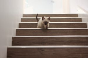 Bukowe schody