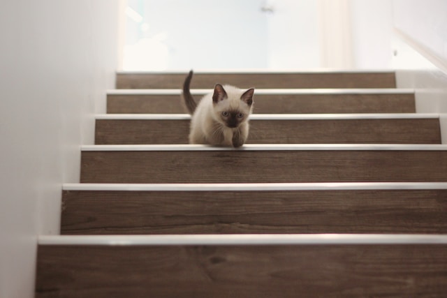 Bukowe schody